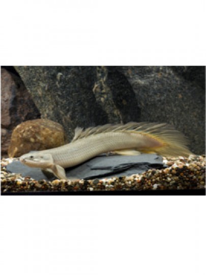 Polypterus senegalus senegalus